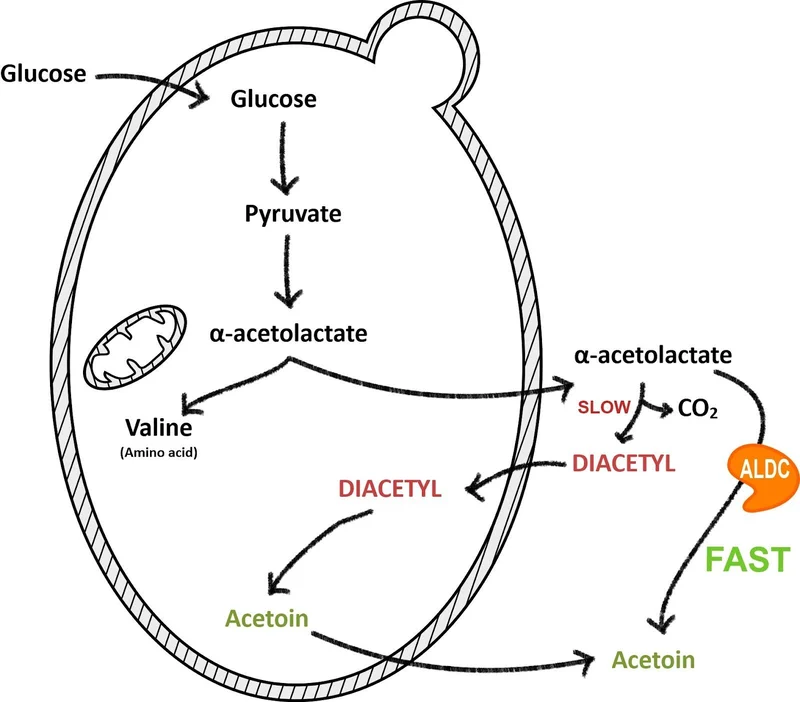 Yeast metabolization: valine synthesis, α-acetolactate leakage, and diacetyl formation